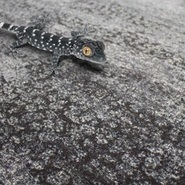 Gecko